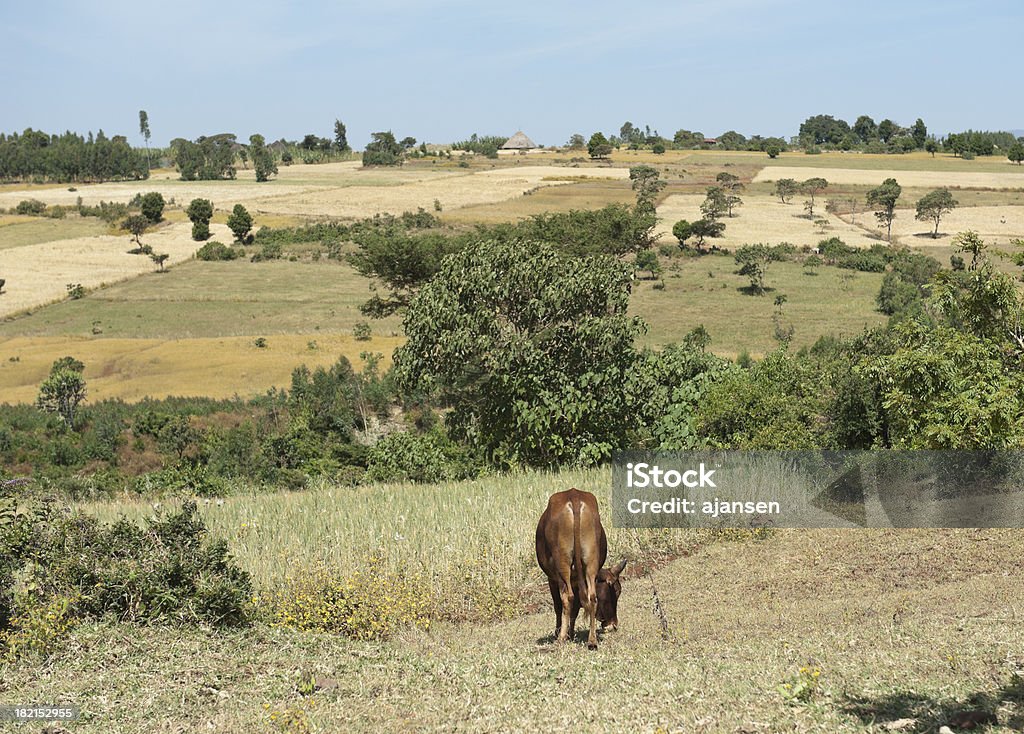 Foto di panorama di un paesaggio africano - Foto stock royalty-free di Africa