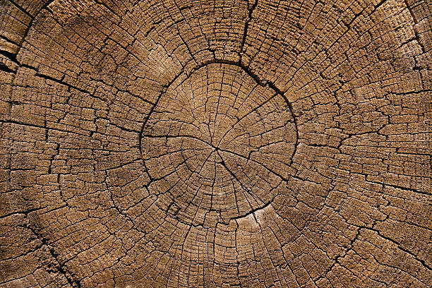 istock Cross section of a tree stump 182152983