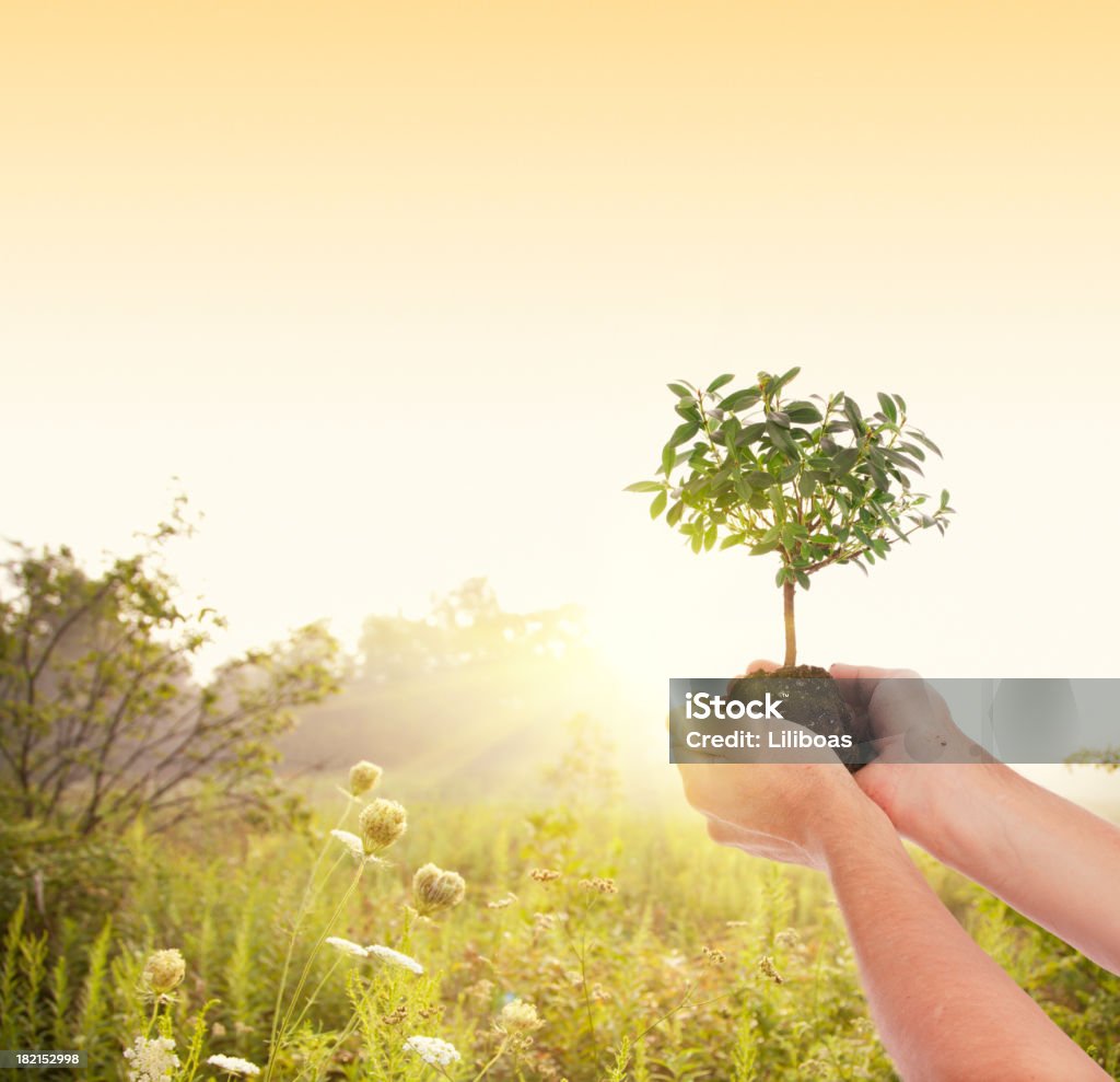 Man Holds a Tree up to the Setting Sun Man Holds a Tree up to the Setting Sun over a Field of Flowers. Planting Stock Photo