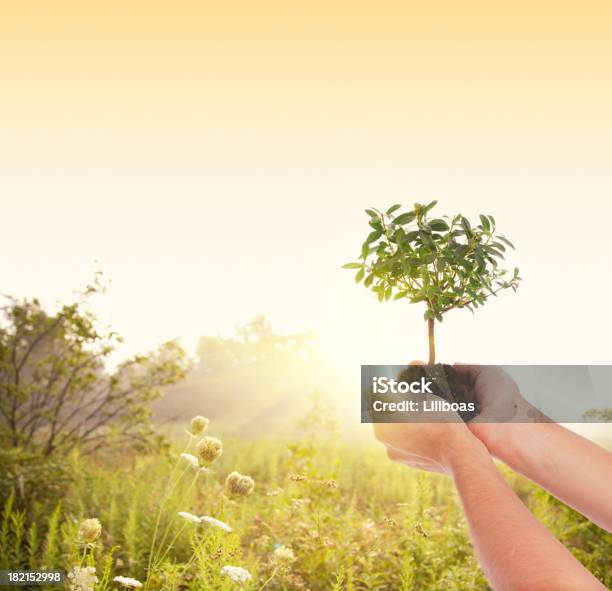 Man Holds A Tree Up To The Setting Sun Stock Photo - Download Image Now - Planting, Tree, Sun