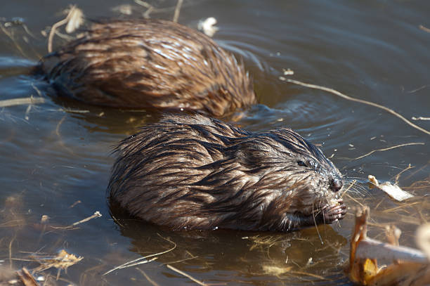 Muskrats at Oak Hammock Marsh, Manitoba "Two muskrats forage for food in Oak Hammock Marsh, Manitoba." creighton stock pictures, royalty-free photos & images