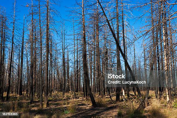Verbrannt Forest Stockfoto und mehr Bilder von Abgestorbene Pflanze - Abgestorbene Pflanze, Asche, Baum