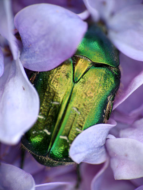 Greenbug em Lilás Flores - fotografia de stock