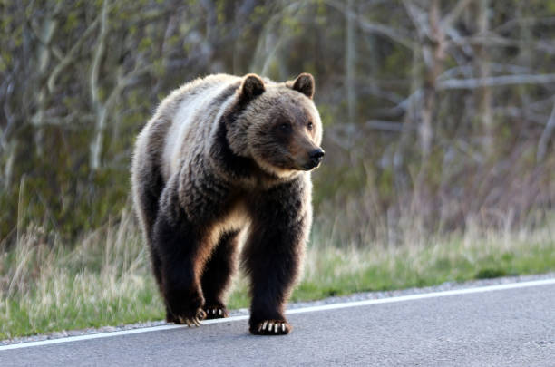 Grizzly in Kananaskis Country, Alberta, Canada