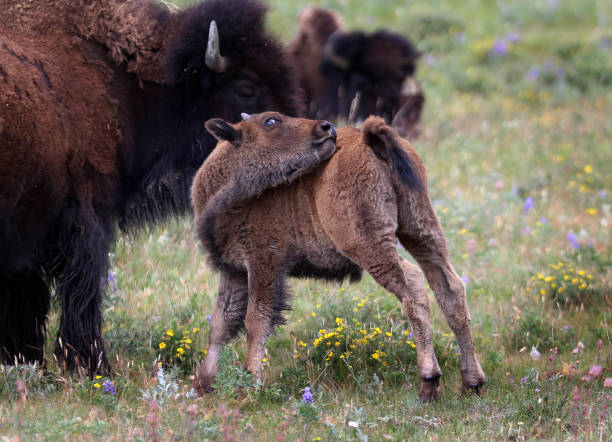 istock Bison in Babb, Montana, USA 1821537290