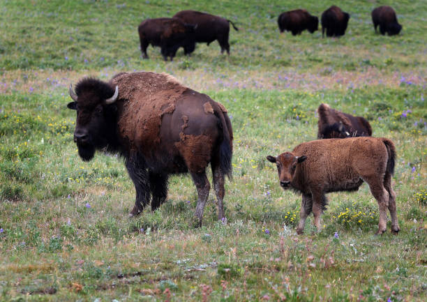 istock Bison in Babb, Montana, USA 1821538867
