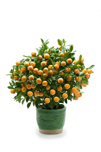 Miniature Mandarin Orange Tree stock photo