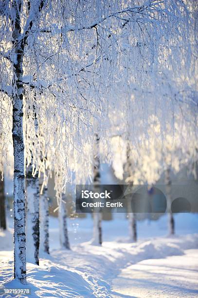 Neve Coberta De Árvores Bétula - Fotografias de stock e mais imagens de Inverno - Inverno, Árvore, Neve