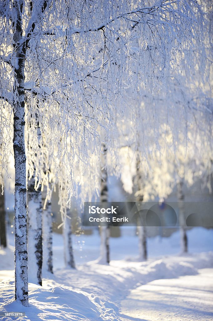 Снег скрытой березы - Стоковые фото Дерево роялти-фри