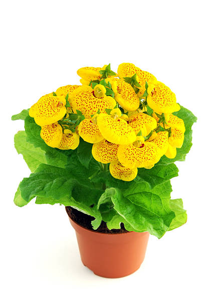 yellow Calceolaria Herbeohybrida on isolated white background "Calceolaria Herbeohybrida - known as Slipper flower, Pocketbook flower and Slipperwort. German: Zimmer Pantoffelblume." calceolaria stock pictures, royalty-free photos & images
