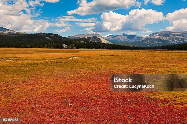 Tuolumne Meadows Stockfoto und mehr Bilder von Amerikanische Sierra Nevada - Amerikanische Sierra Nevada, Baum, Berg