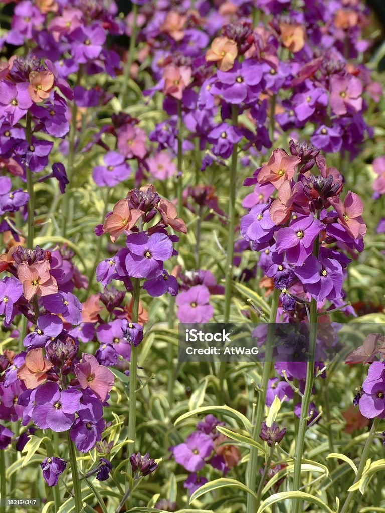 Erysimum Stars and Stripes "Erysimum Stars and Stripes - hardy, perennial wallflower" April Stock Photo