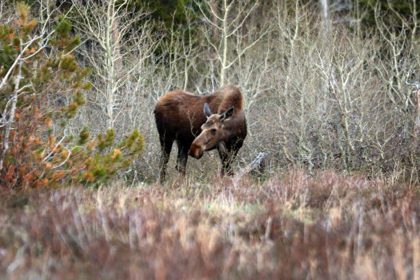 istock Moose in Glacier National Park Babb, MT USA 1821544048