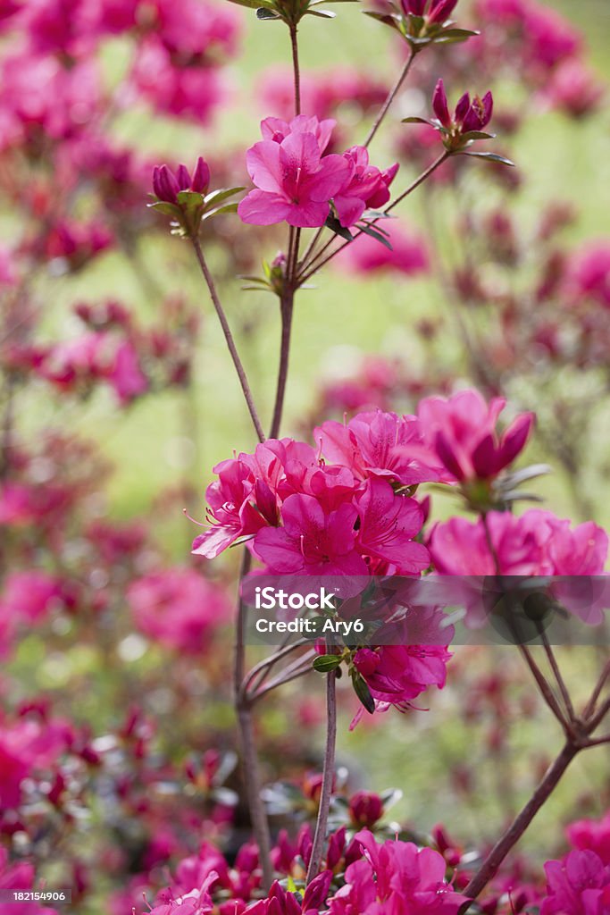 Azalea piante, provenienti in Eurasia e America - Foto stock royalty-free di Ambientazione esterna