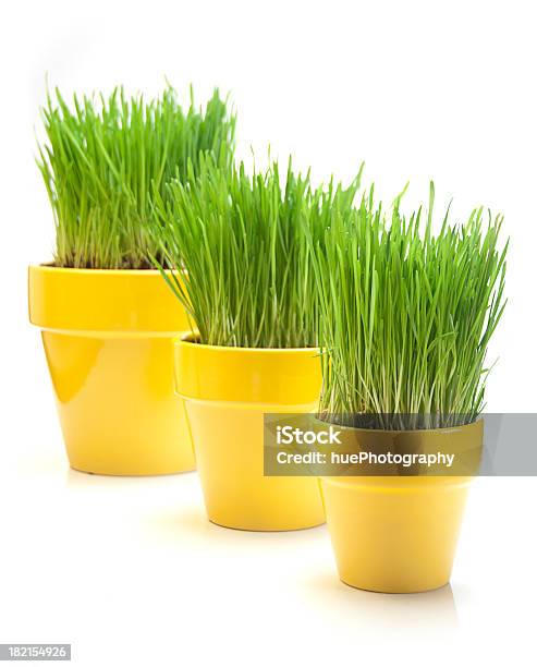 Wachsender Weizen Gras Stockfoto und mehr Bilder von Behälter - Behälter, Blumentopf, Drei Gegenstände