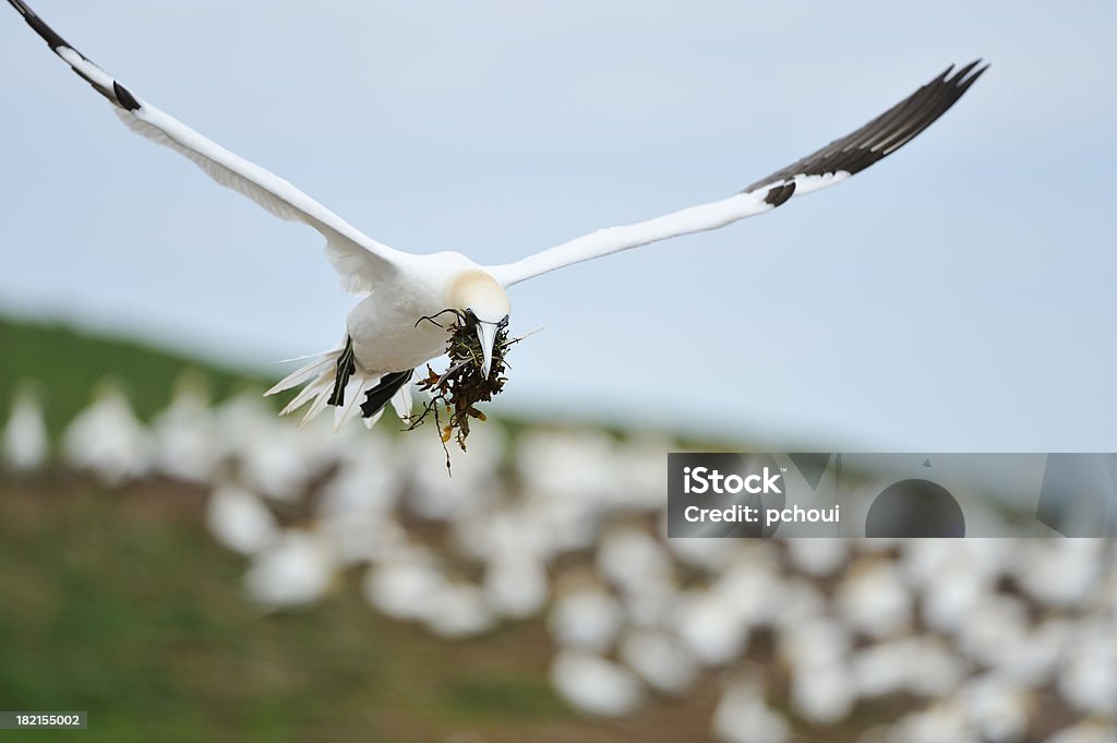 Sula volare al suo nido - Foto stock royalty-free di Ambientazione esterna