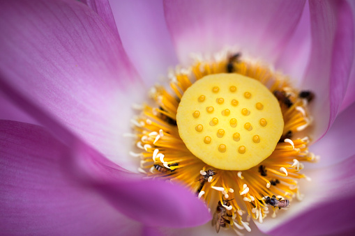 Lotus flower close up.