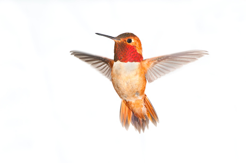 Rufous Hummingbird Male in flight. White background isolated. Wings have motion blurs.