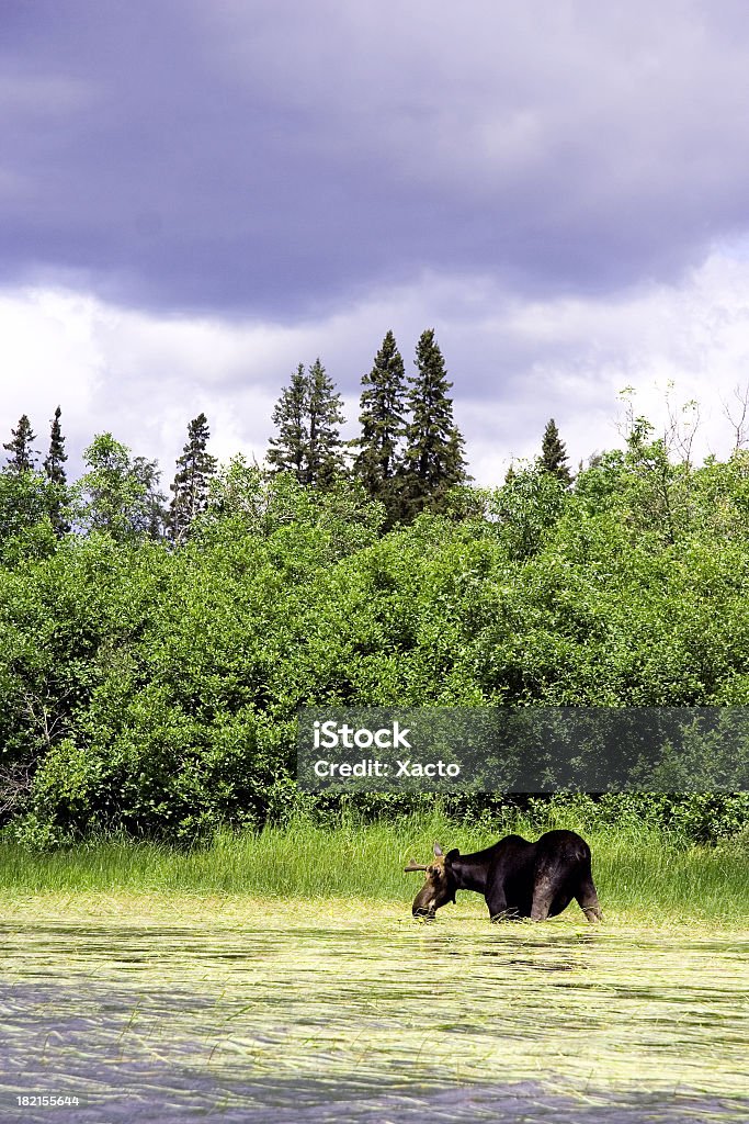 Moose - Royalty-free Alce Foto de stock