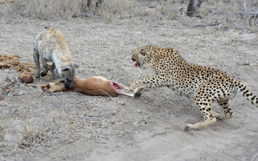 Animals of the Kruger National Park