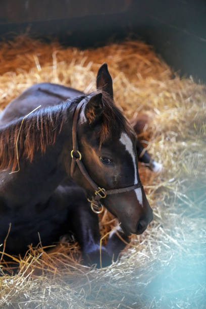 istock Thoroughbred pony laying in hay 1821563090