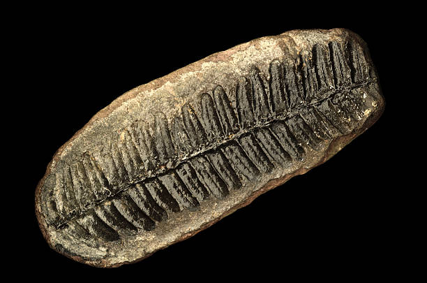 historia natural fossilized helecho hoja aislados sobre negro - fossil leaves fotografías e imágenes de stock