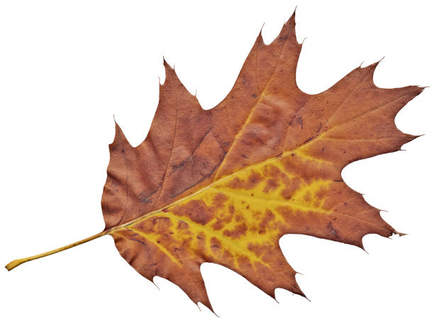 This Large, High Resolution Autumn Dry Oak Leaf, Isolated on White Background, and equipped with precise clipping path, is defined with exceptional details and richness, representing the excellent choice for implementation in various CG design projects. 