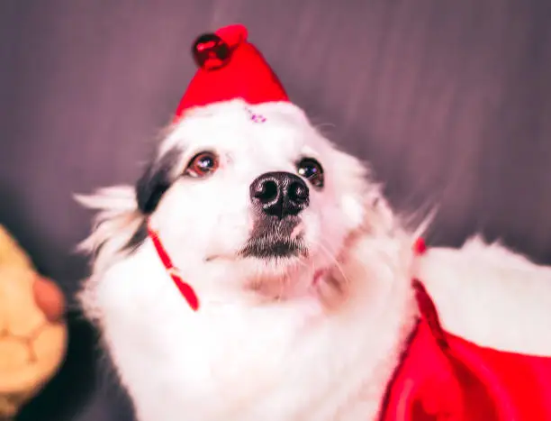 Photo of dog dressed as Santa Claus