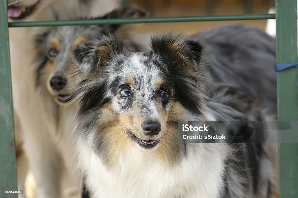 Under the bench Seeking for shade Agility Stock Photo