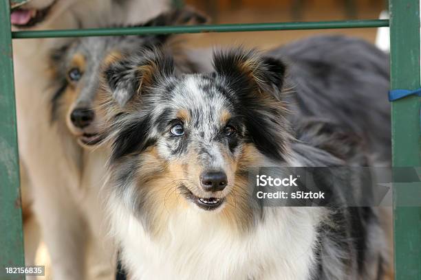 Under The Bench Stock Photo - Download Image Now - Agility, Animal, Animal Tricks