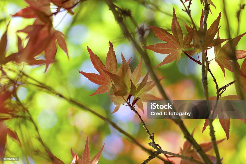 Bunte Blätter - Lizenzfrei Ahorn Stock-Foto