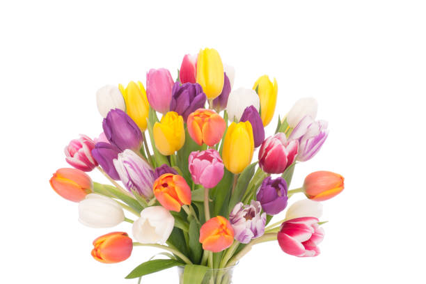 bouquet of tulips isolated on white - tulpanbukett bildbanksfoton och bilder