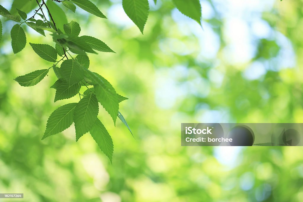 Frühling Grün - Lizenzfrei Ast - Pflanzenbestandteil Stock-Foto