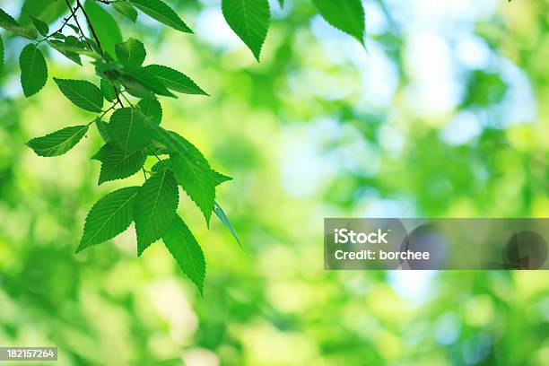 Frühling Grün Stockfoto und mehr Bilder von Ast - Pflanzenbestandteil - Ast - Pflanzenbestandteil, Baum, Beleuchtet