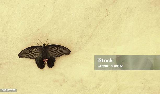 Falena In Marmo - Fotografie stock e altre immagini di Ala di animale - Ala di animale, Animale, Antenna - Parte del corpo animale