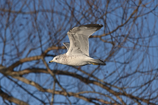 Upstroke of ring-billed gull (Larus delawarensis) flying in late-autumn sunlight, against bare trees, at Bantam Lake in Connecticut
