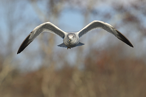Ring-billed gull (Larus delawarensis) in flight, bending wings. Head-on shot in autumn sunlight, with bare woods in background. At Bantam Lake in Connecticut. Copy space at bottom. 4:3 format.