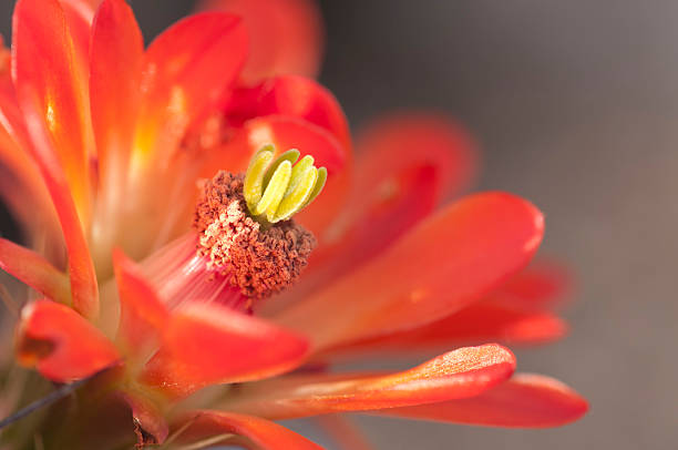 claret de ouriço-cacheiro blossom close-up - flower cactus hedgehog cactus desert - fotografias e filmes do acervo