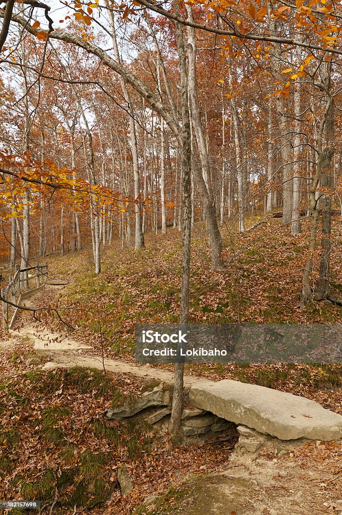 Diagonal Forest Diagonal Path In Woods Stock Photo - Download Image Now - Autumn, Brown ...