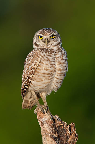 The Look Burrowing Owl Look burrowing owl stock pictures, royalty-free photos & images