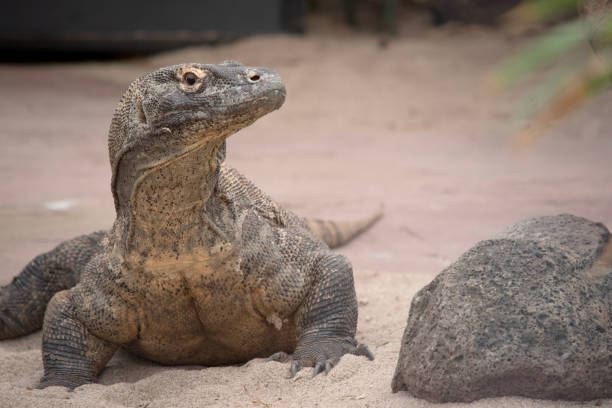 istock this is a close up of a Komodo dragon 1821577132