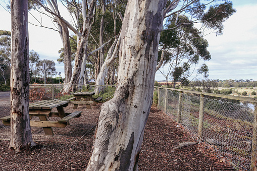 eucalyptus trees and picnic benches in australian bushland overlooking the werribee river