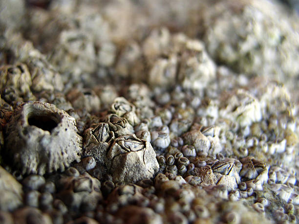 barnacles - beach coral close up water photos et images de collection