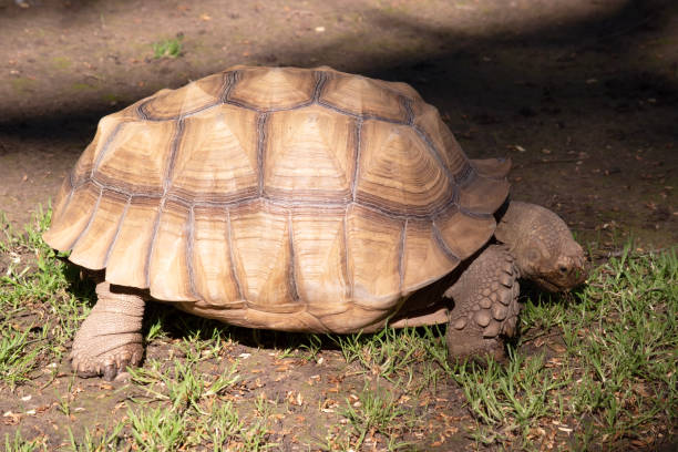 istock this is a side view of a large tortoise 1821578205