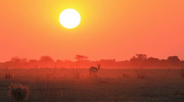 istock Springbok Sunset Background - Wildlife from Africa 182157866