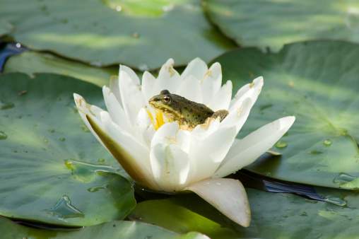A frog inside a water lily waiting for flies.