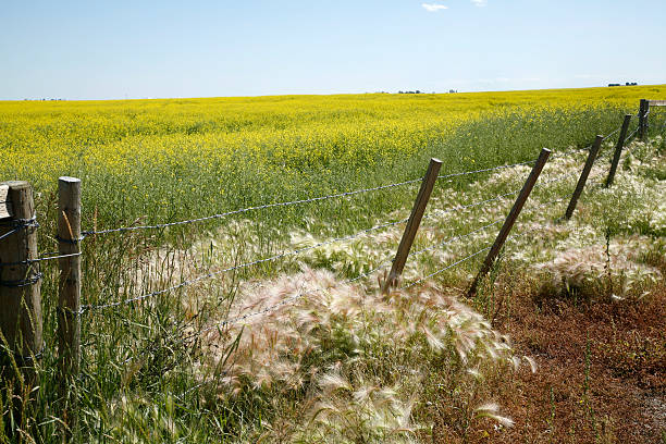 istock Alberta Summer Prairie Landscape With Canola 182157970