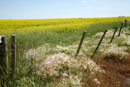 Alberta Canola field in bloom with wild foxtail grass in July.