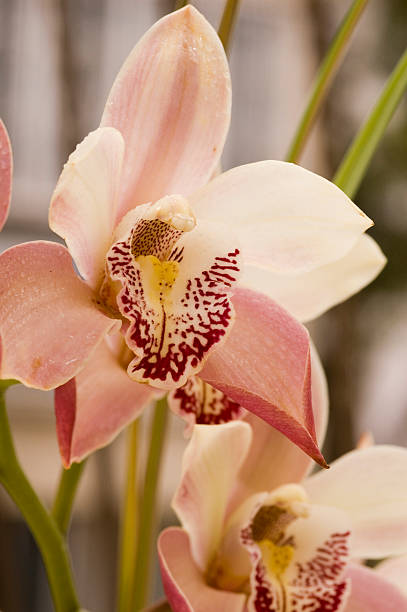 classic pink orchid8 stock photo