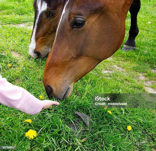 Cavallo - Fotografie stock e altre immagini di Ambientazione esterna - Ambientazione esterna, Animale, Animale domestico